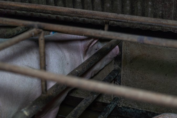 Sows in sow stalls