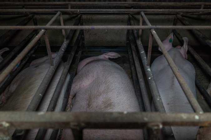 Sows in sow stalls