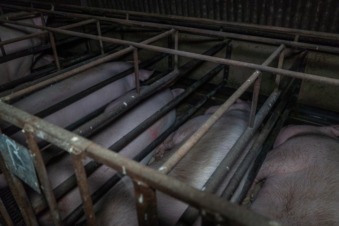 Sows in sow stalls