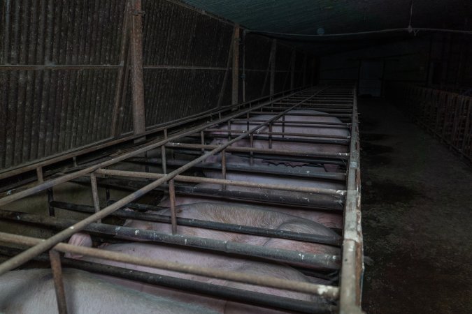 Sows in sow stalls