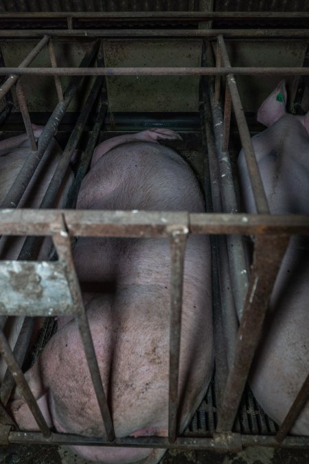 Sows in sow stalls