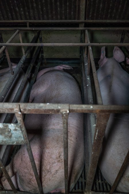 Sows in sow stalls