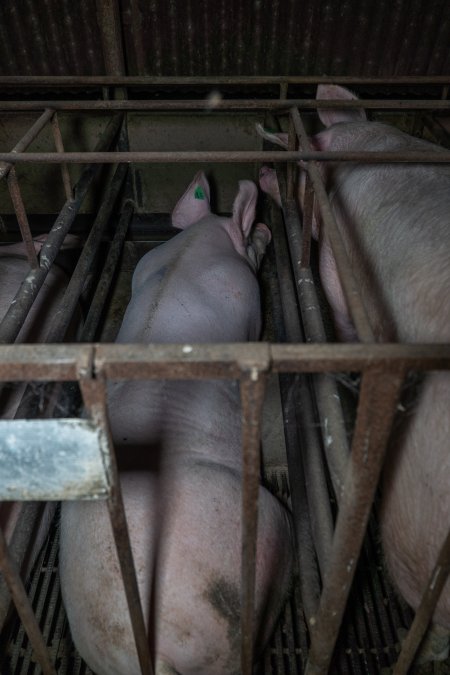 Sows in sow stalls