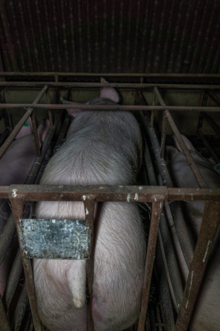 Sows in sow stalls