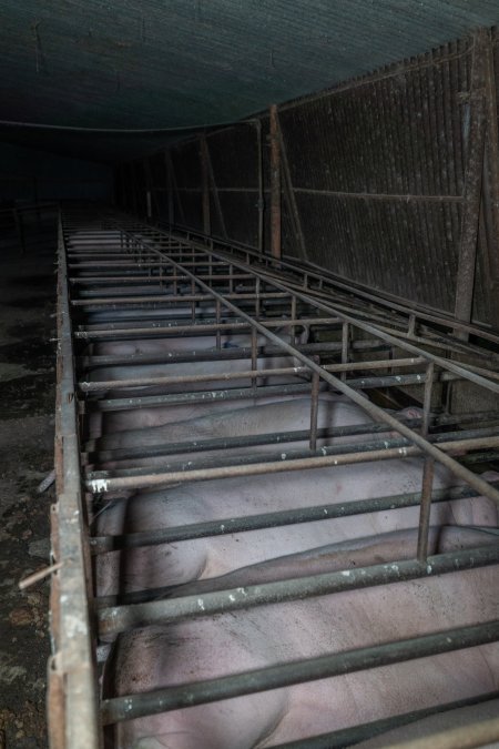 Sows in sow stalls