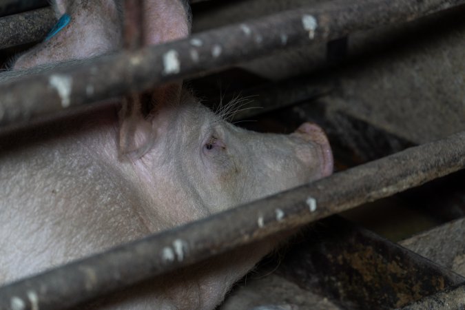 Sows in sow stalls