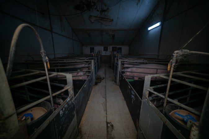 Sows in farrowing crates