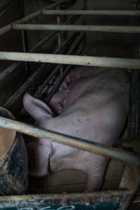 Sow in farrowing crate with piglets