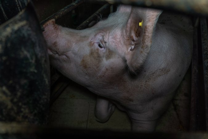 Sow in farrowing crate