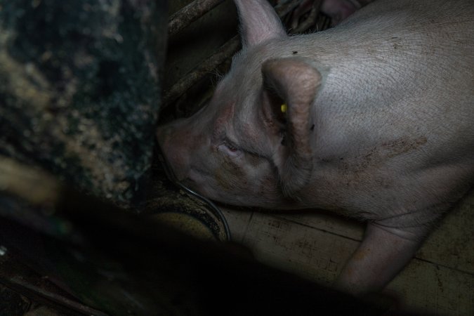 Sow in farrowing crate