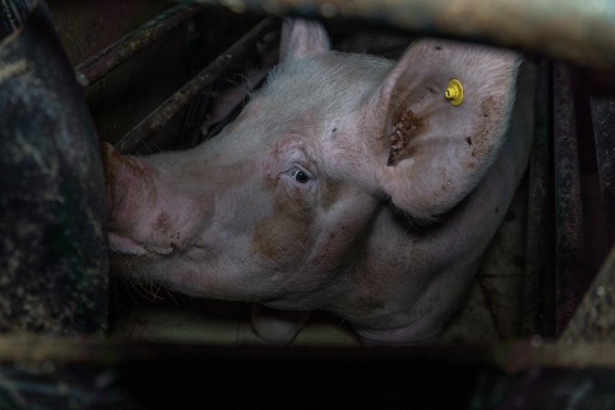 Sow in farrowing crate