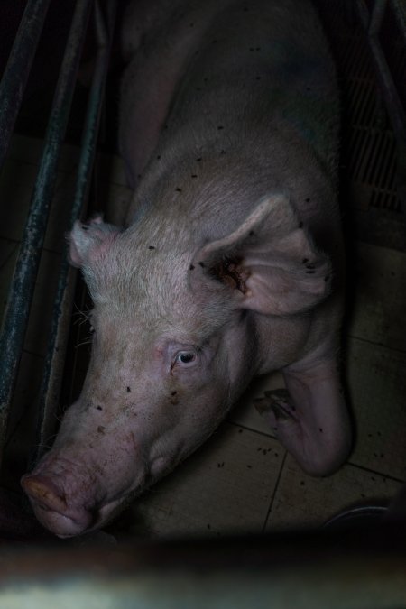 Sow in farrowing crate