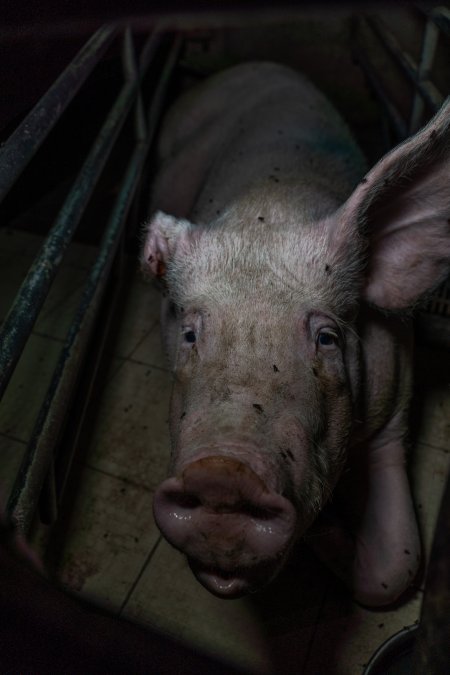 Sow in farrowing crate