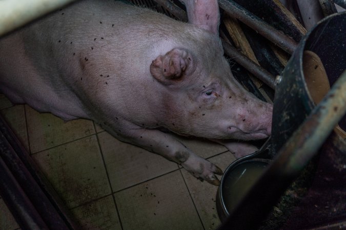 Sow in farrowing crate