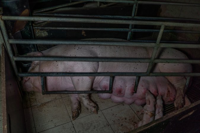 Sow in farrowing crate with piglets