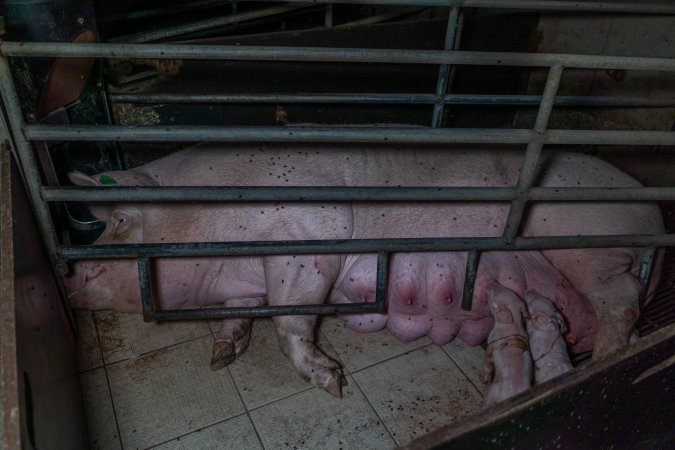 Sow in farrowing crate with piglets