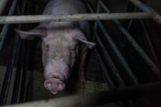 Sow in farrowing crate