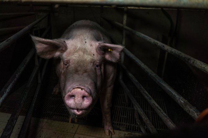 Sow in farrowing crate