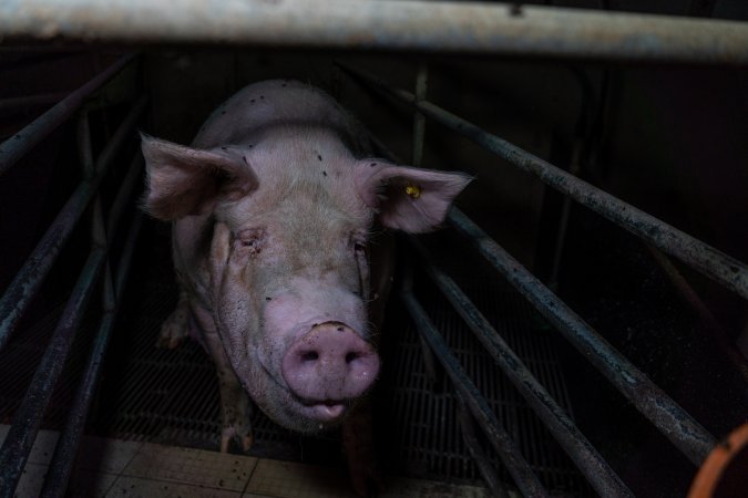 Sow in farrowing crate