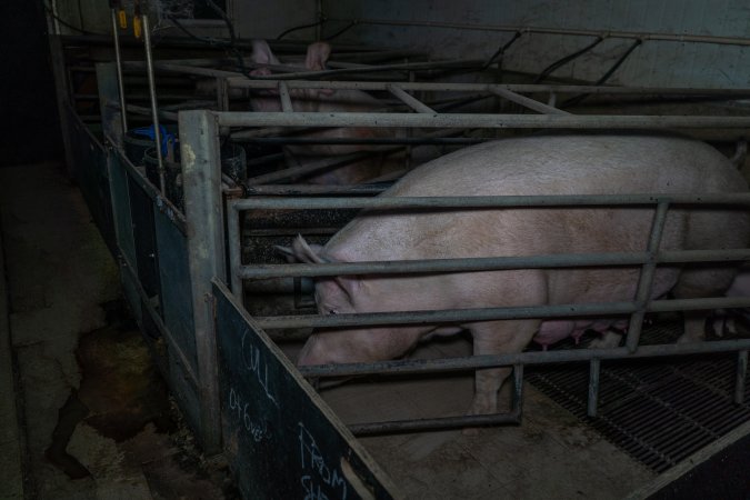 Sows in farrowing crates