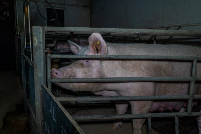 Sow in farrowing crate