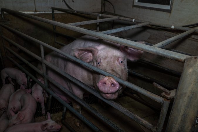 Sow in farrowing crate with piglets