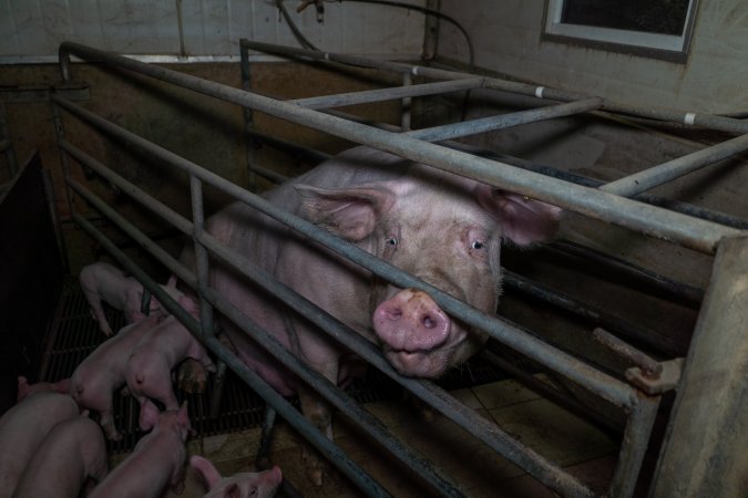 Sow in farrowing crate with piglets