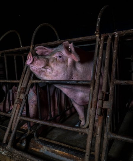 Sows in sow stalls