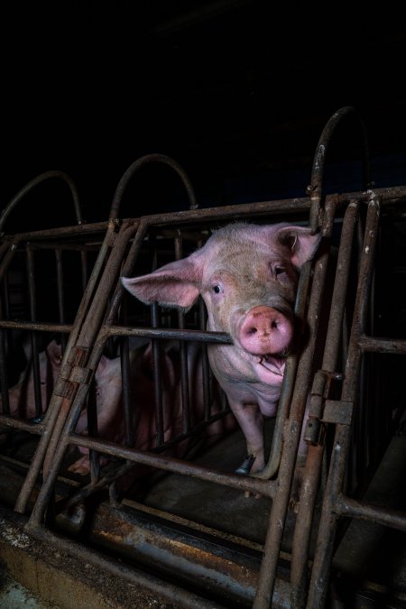 Sows in sow stalls