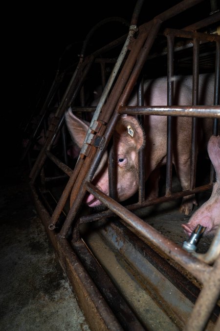 Sows in sow stalls