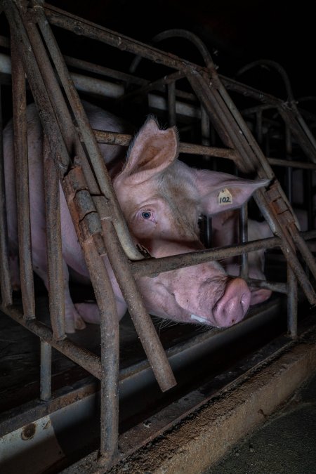 Sows in sow stalls