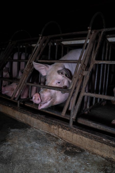 Sows in sow stalls