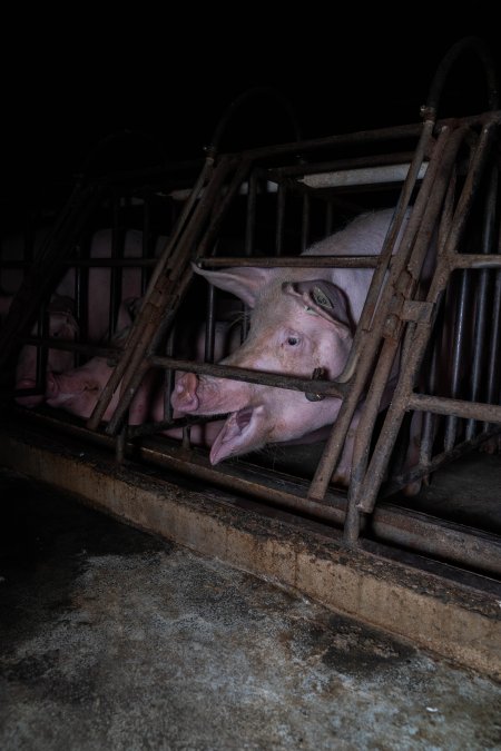 Sows in sow stalls