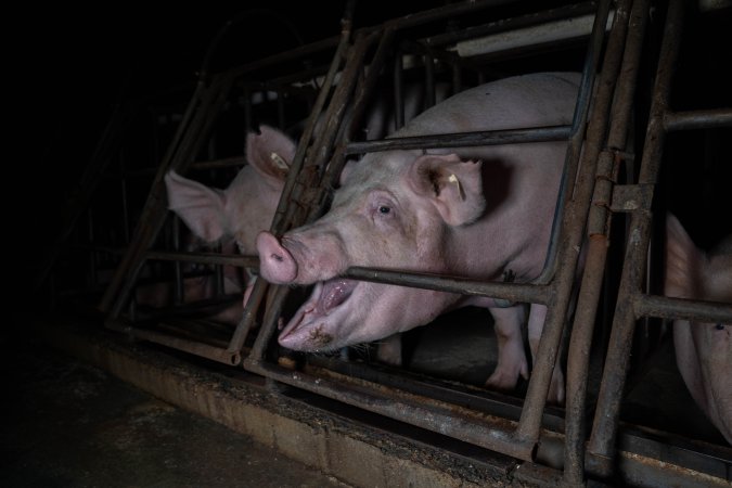 Sows in sow stalls