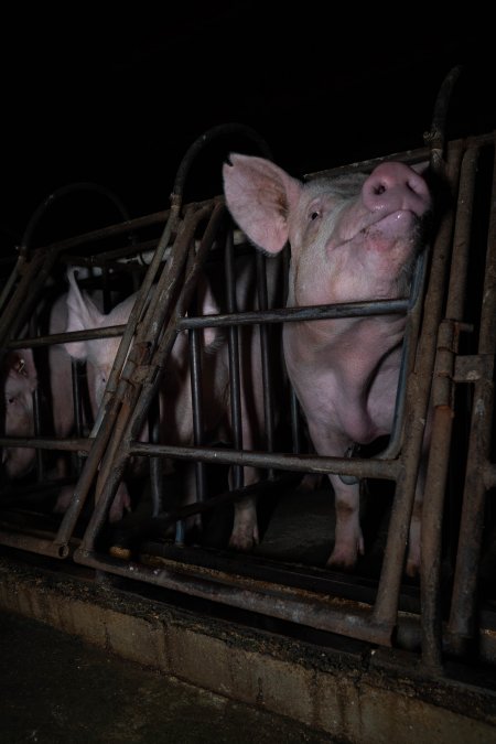 Sows in sow stalls