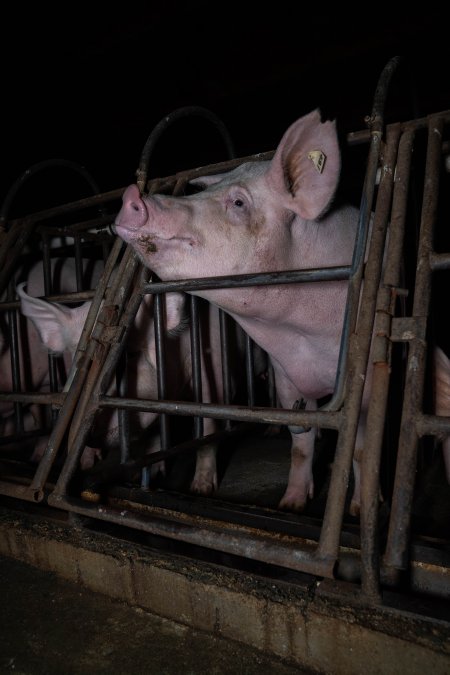 Sows in sow stalls