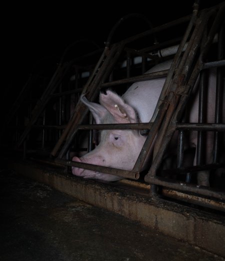 Sows in sow stalls