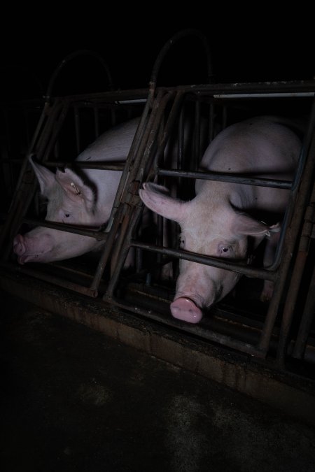 Sows in sow stalls