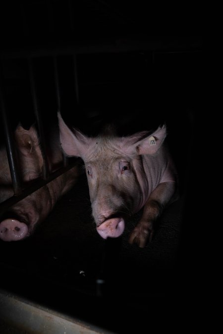 Sows in sow stalls