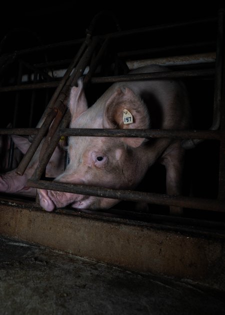 Sows in sow stalls