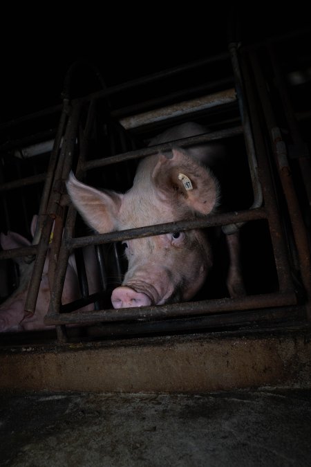 Sows in sow stalls