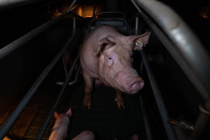 Sow in farrowing crate with piglets