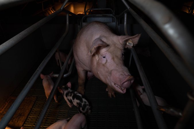 Sow in farrowing crate with piglets