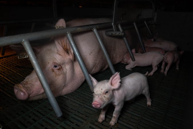 Sow in farrowing crate with piglets