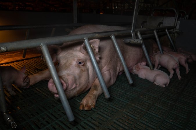 Sow in farrowing crate with piglets