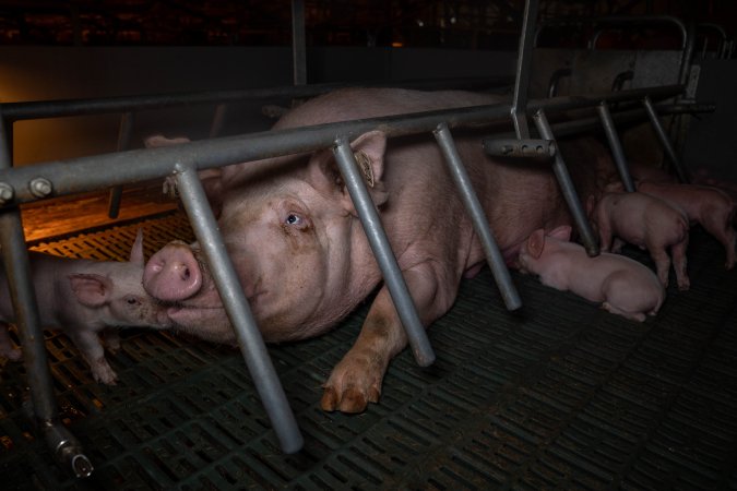 Sow in farrowing crate with piglets