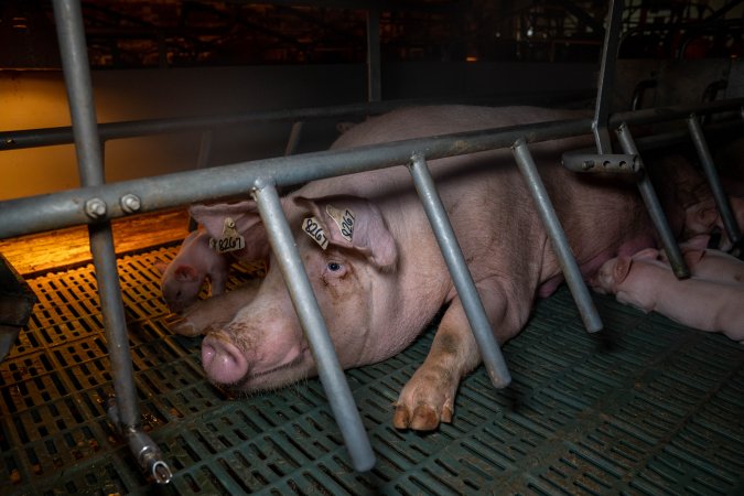 Sow in farrowing crate with piglets