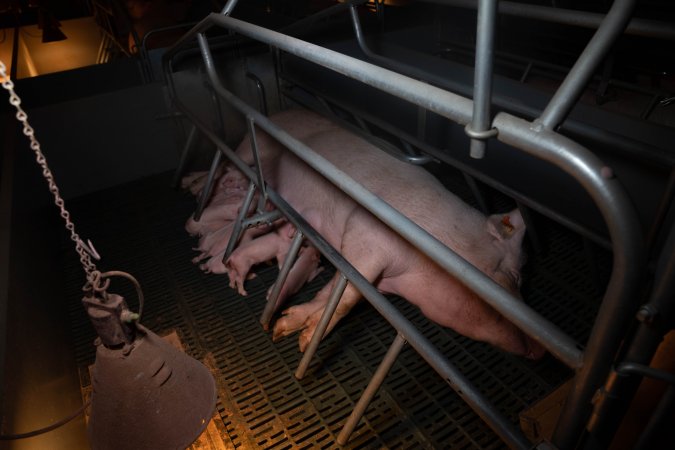 Sow in farrowing crate with piglets
