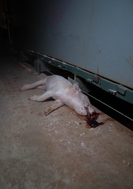 Dead piglet in front of farrowing crate