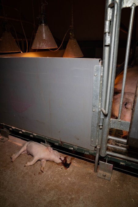 Dead piglet in front of farrowing crate